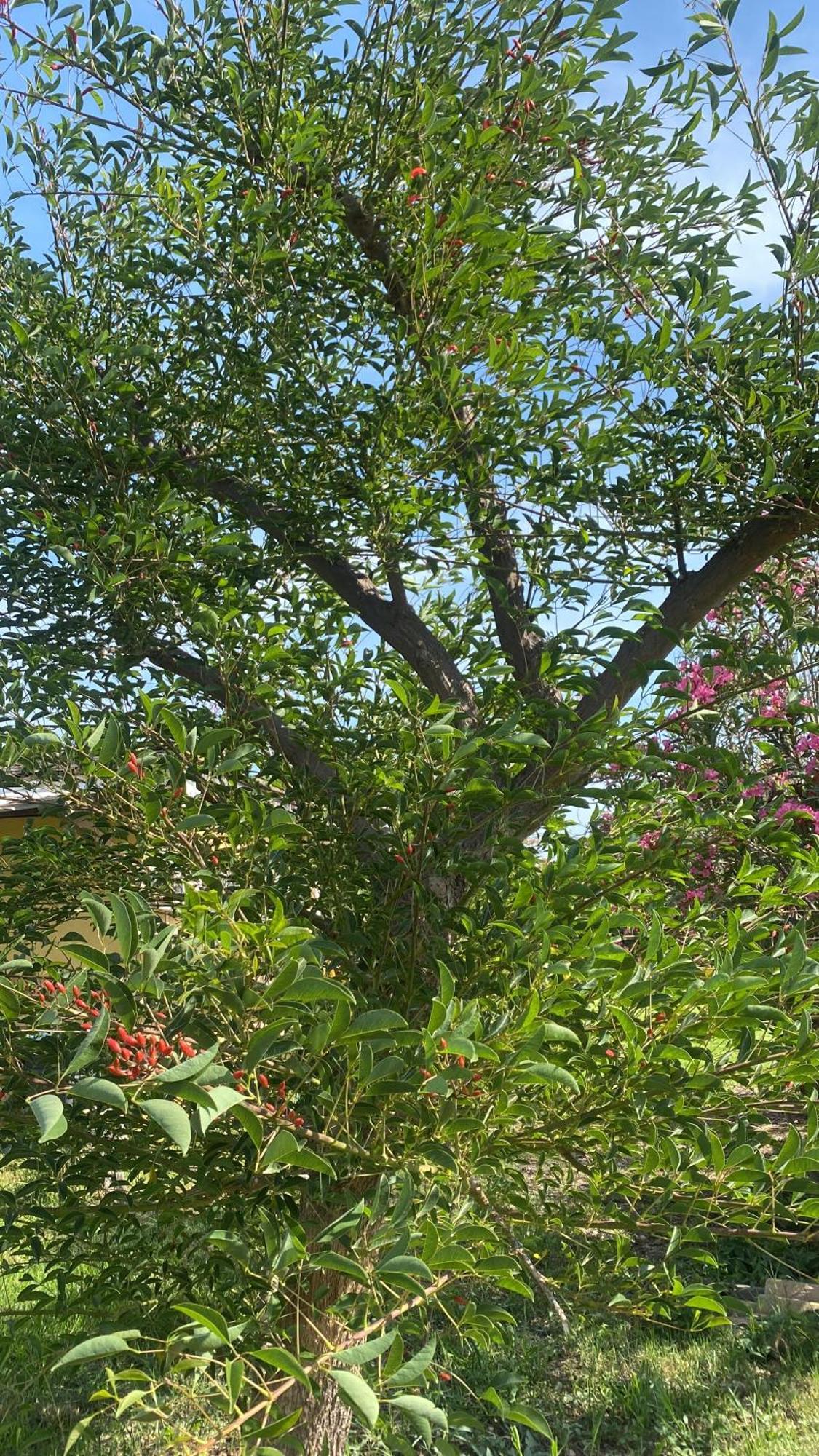 Agrib&B Lemontree Garde'N Syrakus Exterior foto